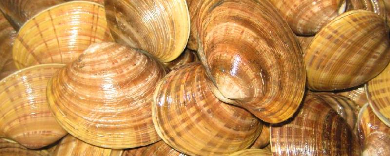 贝类的常见品种有哪些，田螺、蛤蜊和扇贝最为常见