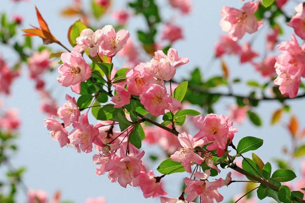 海棠花的花语，游子思乡、离愁别绪均为它的花语