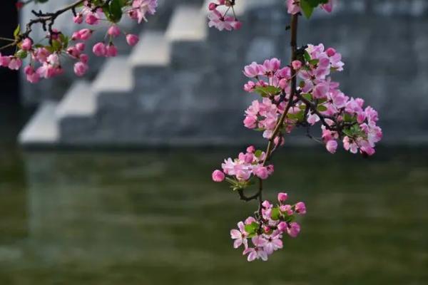 海棠花的花语，游子思乡、离愁别绪均为它的花语