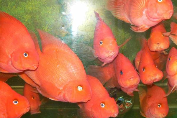 红鹦鹉鱼的繁殖方法，可以和罗汉鱼进行繁殖