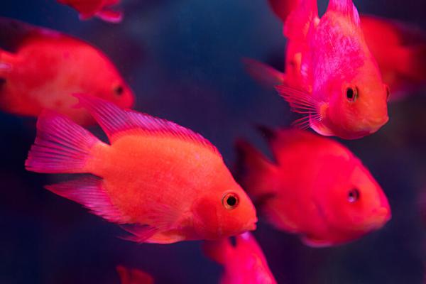 红鹦鹉鱼的繁殖方法，可以和罗汉鱼进行繁殖