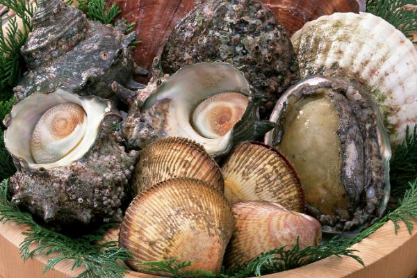 贝类的常见品种有哪些，田螺、蛤蜊和扇贝最为常见