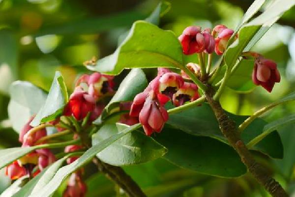 茶梨的形态特征，叶簇生枝顶、花朵聚生于枝端及叶腋