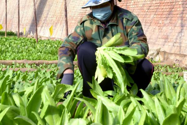 油麦菜的移栽时间，可从5月上旬开始移栽