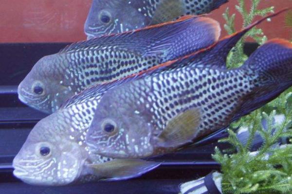 红尾皇冠鱼如何辨别公母，雄鱼颜色更鲜艳、而且背鳍和臀鳍的末端较长