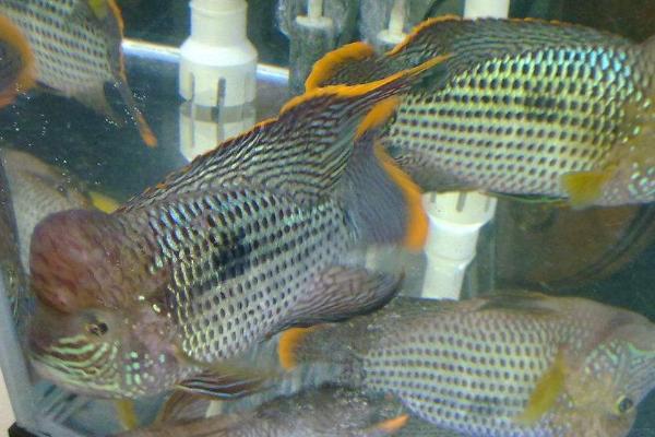 红尾皇冠鱼如何辨别公母，雄鱼颜色更鲜艳、而且背鳍和臀鳍的末端较长