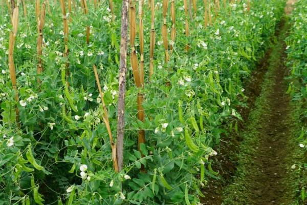 种植一亩荷兰豆要施多少肥料，氮肥需要施用3-11.5公斤左右