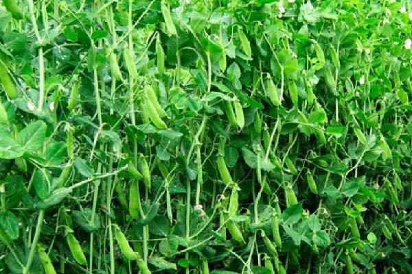 种植一亩荷兰豆要施多少肥料，氮肥需要施用3-11.5公斤左右