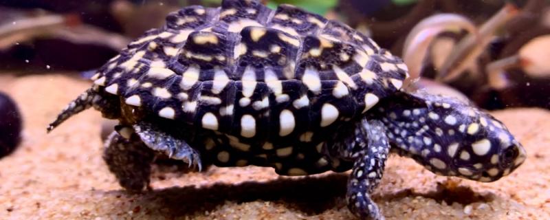 斑点池龟能否混养，可以混养但容易出现不良后果