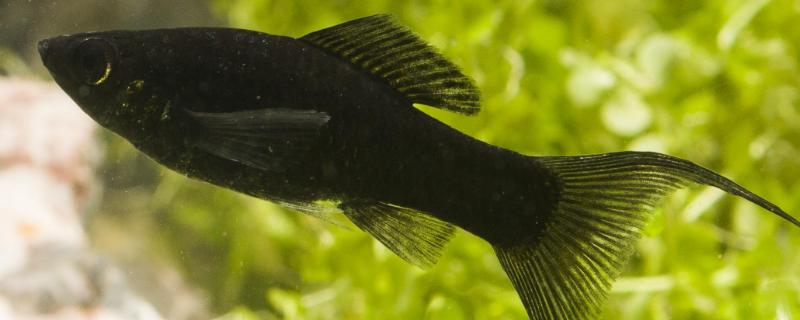 如何判断黑玛丽鱼是否生产完毕，产完小鱼后肚子会变成正常大小