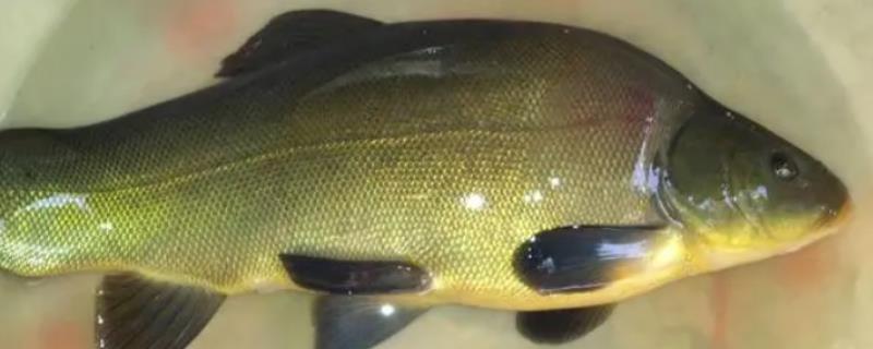 黄金桂是什么鱼，也叫黄金鳜鱼