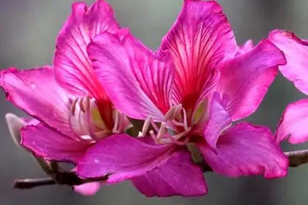 紫荆花什么时候开，不同品种的开花时间不同