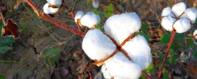 棉花的需肥规律，出苗至现蕾期对肥料的需求小、开花至吐絮期对肥料的需求大