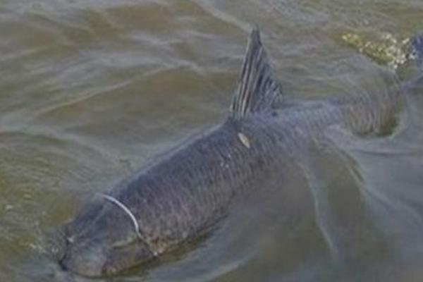 青鱼生活在多深的水层，一般在3-8米之间