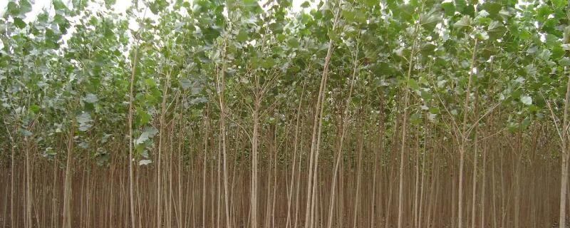 种植107杨树的株行距，根据目的调整密度