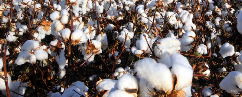 盐棉118棉花品种简介，营养钵育苗宜在4月上旬播种