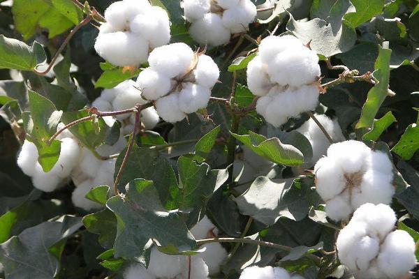 豫棉111棉花种子介绍，转单价抗虫基因常规夏棉品种