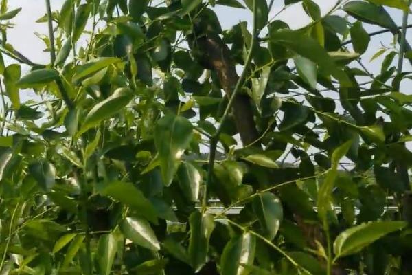 枣树患上枣疯病的症状，主要症状是花器返祖、枝叶丛生
