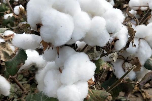 棉花的特点，既保暖又耐热还卫生