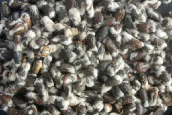 皖棉40号棉花种子特征特性，每亩密度2000~2500株