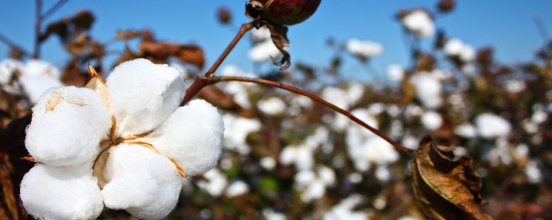 皖棉40号棉花种子特征特性，每亩密度2000~2500株