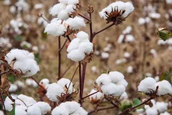 中棉所9705棉花种子特点，每亩定植1800株