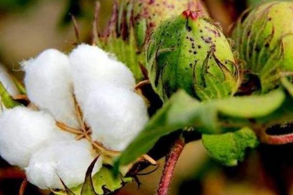 中棉所100902棉花品种简介，地膜覆盖播期4月15-25日