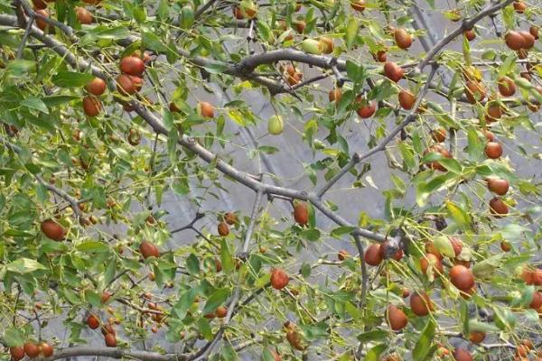 枣树为什么会落叶，受到红蜘蛛的危害时会提前落叶