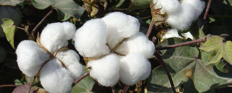 冀棉623棉花品种简介，全生育期124天左右