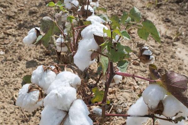 邯639棉花品种的特性，转基因抗虫常规棉品种