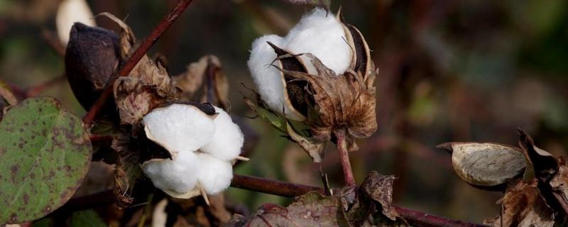 邯505棉花种子特征特性，茎秆茸毛密度中等