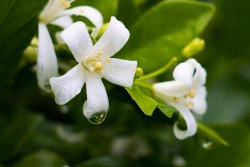 七里香花有毒吗？没有毒，还能净化空气