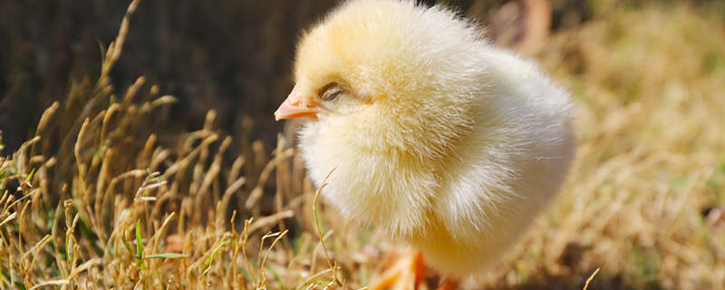 雏鸡饲养管理技术，科学养殖方法