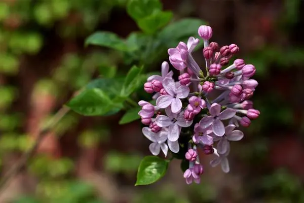 丁香花是树还是花，