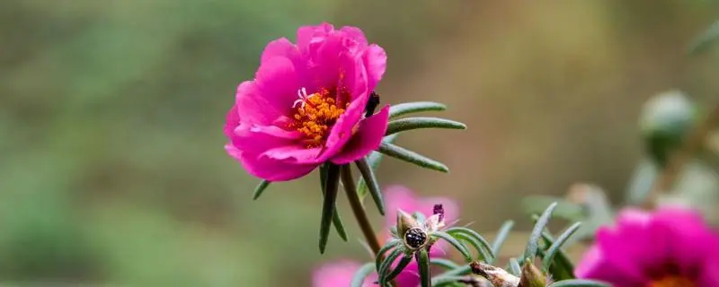 太阳花几月份修剪好，解析太阳花修剪时间及技巧