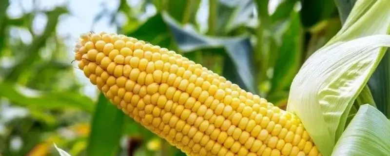 鲁西北适合种什么玉米，如何选择适合当地生长条件的品种