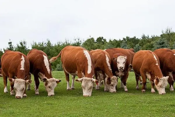 肉牛快速育肥方法，育肥的实用技巧