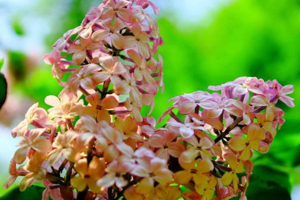 关于丁香花的种植，什么时间适合种植