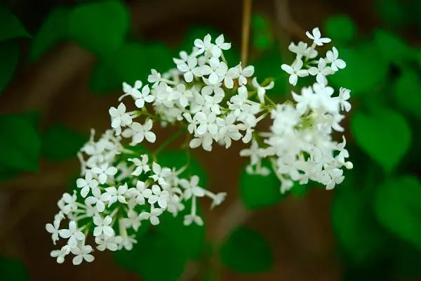 丁香花树苗怎么种植，常见问题及处理方法