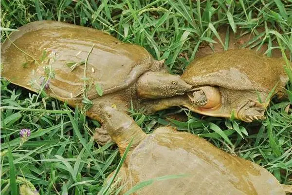 养殖甲鱼的最佳水深，甲鱼塘的建设和管理