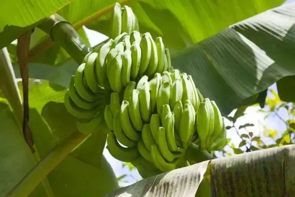 香蕉种植环境条件，成本和利润